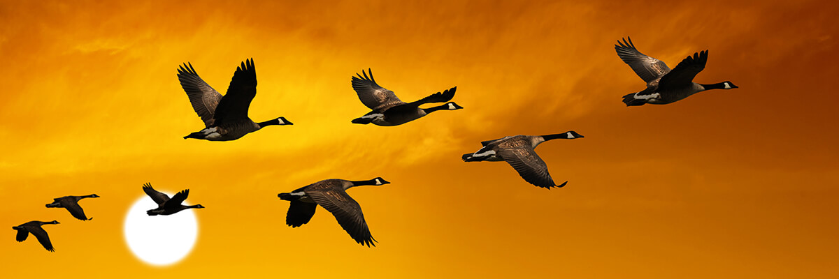 Geese in flight at sunset.